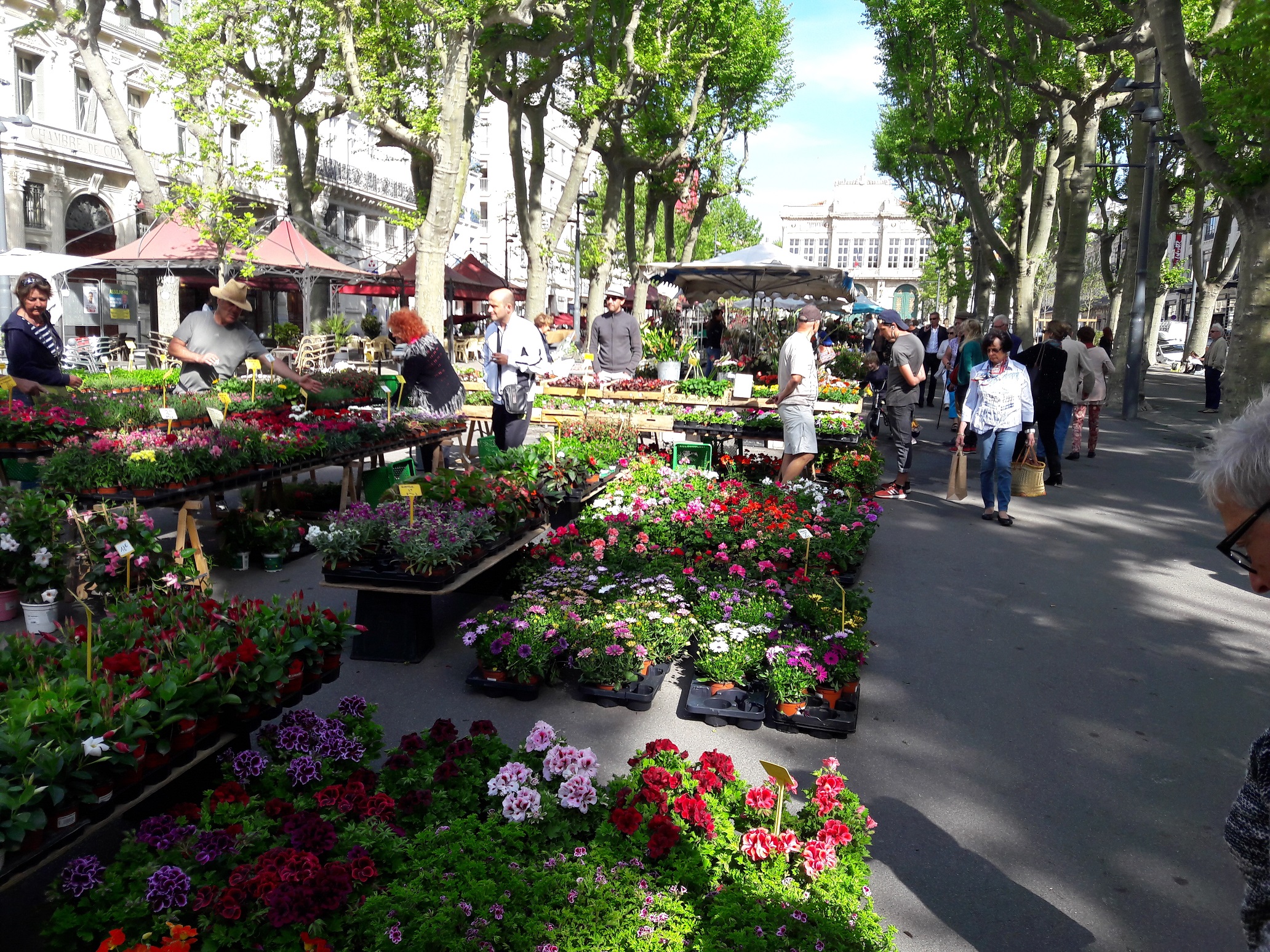 Beziers Flower Market