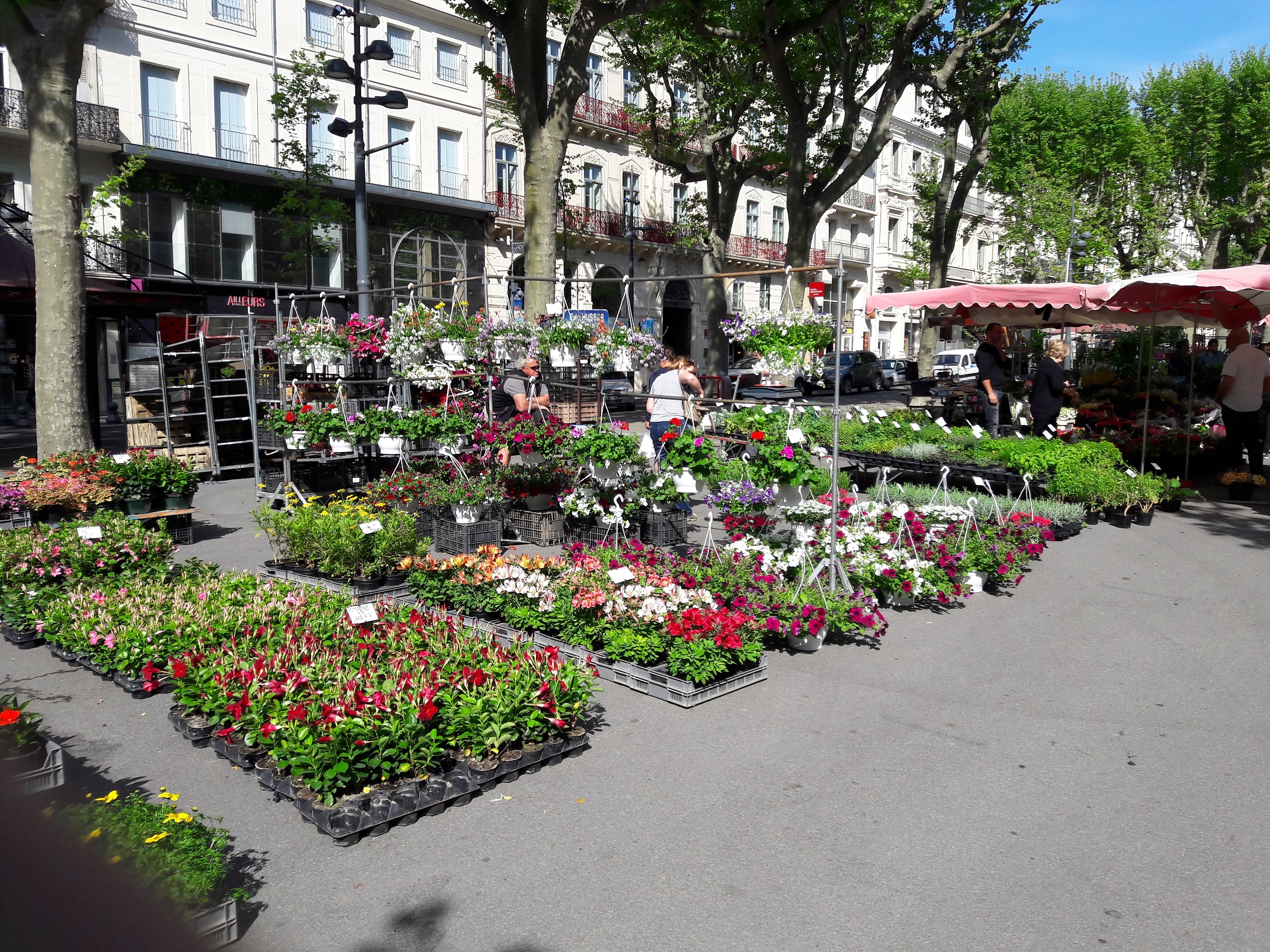 Beziers Flower Market