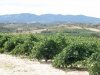 Vineyard and Hills