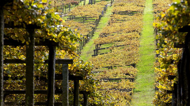 A-DO-Rias-Baixas