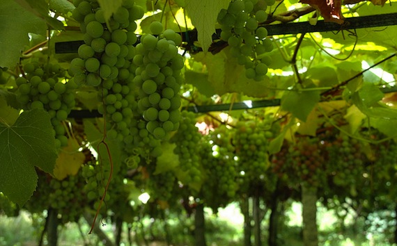 Albariño_R_Baixas