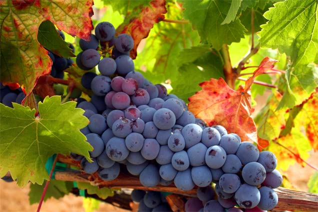 Color_Tempranillo