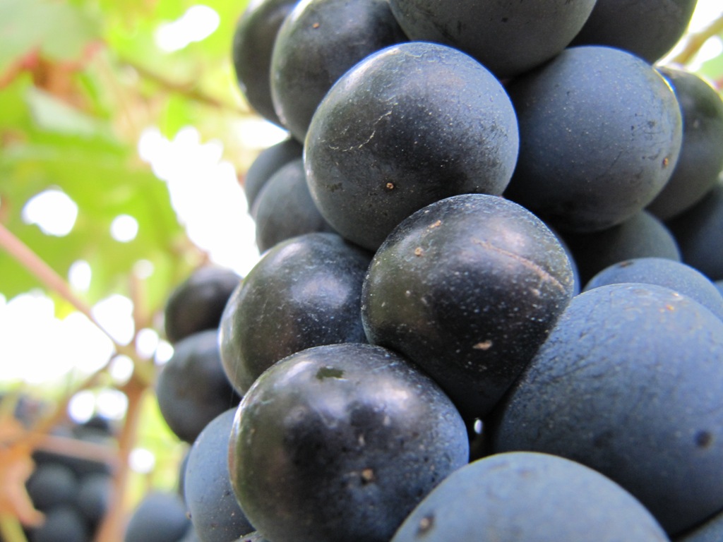 D.O. Ribera del Duero
