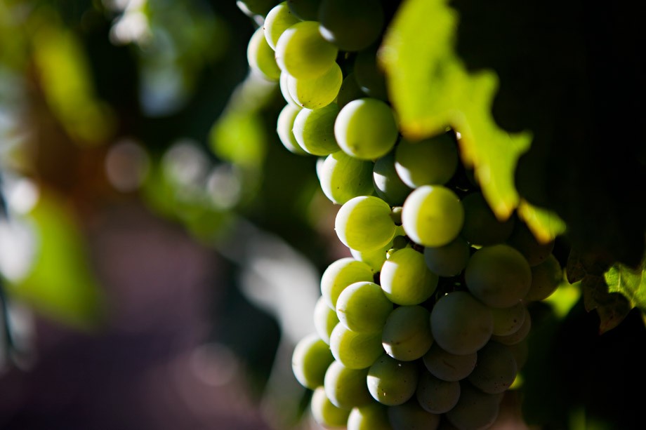 Verdejo_Uva