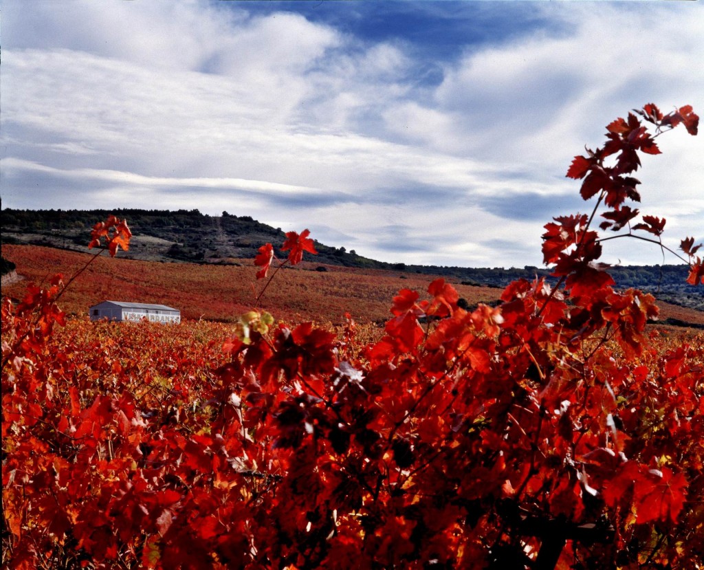 Viñedo Viña Rioja