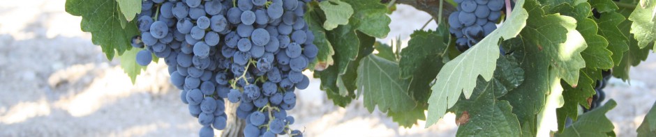 cropped-Tempranillo_grappes-1533.jpg
