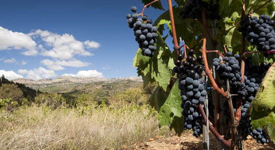 priorat_mountains