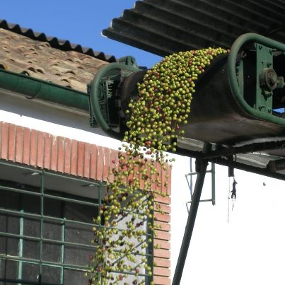 recogida_aceituna.jpg
