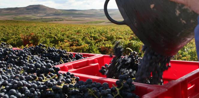 trabajador-vendimia-vinedos-Rioja