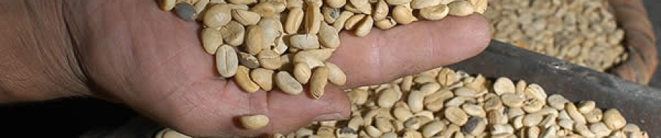 cropped-plantacion-grano-cafe.jpg